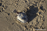 Dead fish in the sand