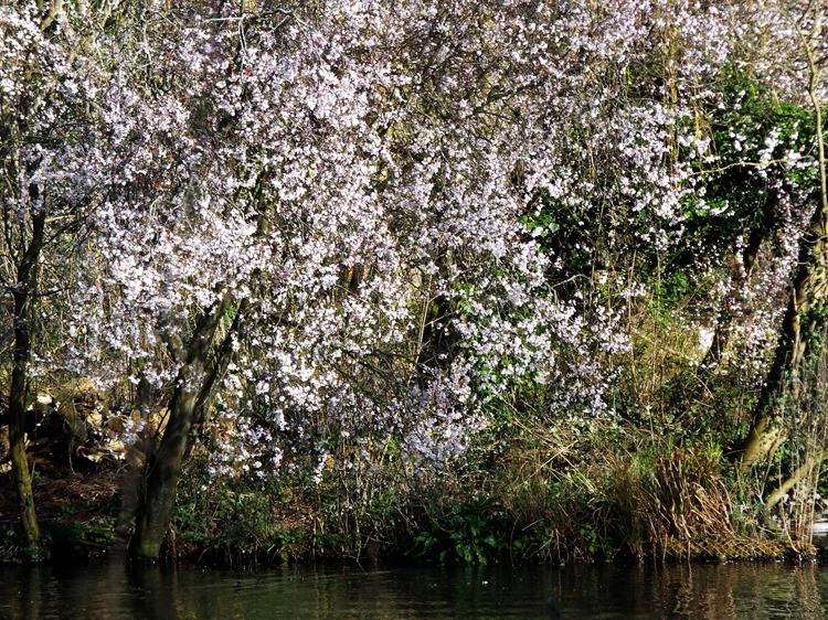 blossom trees blossom trees