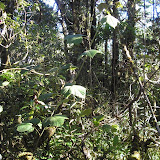 Poco Ngandonalu - the summit of Flores island! (Daniel Quinn, August 2010)