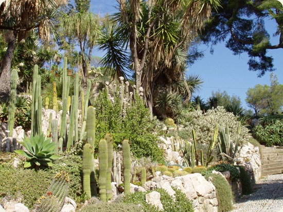 Giardini_Botanici_Hanbury cactus
