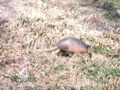 armadillo in Florida