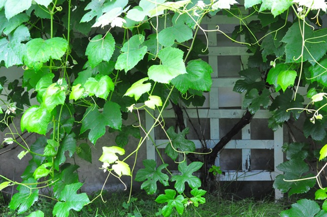 garden_vines