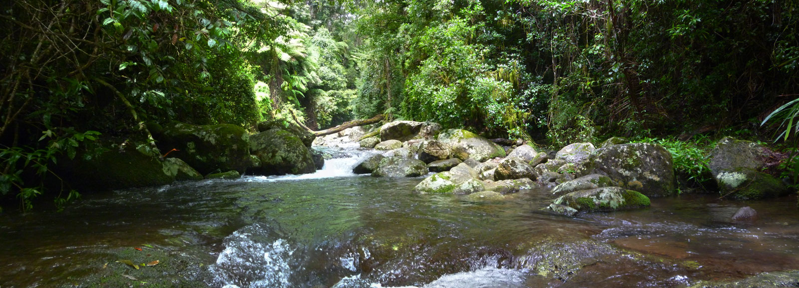 Toolona Creek and Mount Wanungra, O’Reilly’s