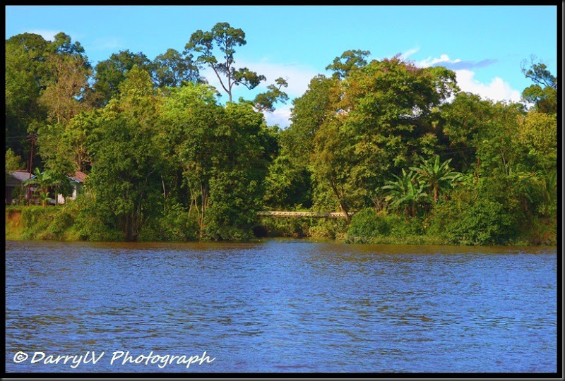 Hutan big size 2