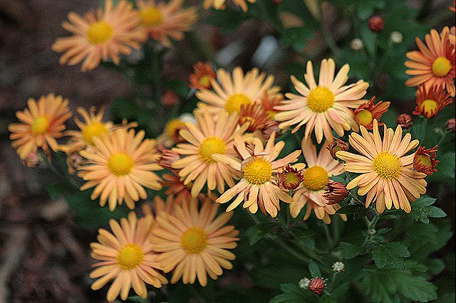 [Seeded_Mums%255B5%255D.jpg]