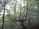Bosque del valle de La Foix
