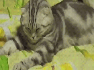 sleeping cat sleeping cat