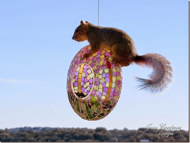 Squirrel_5 Squirrel_5