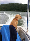 Many dogs enjoy entertaining on their yachts in the summer months.  Doggie life preservers are worthwhile to assure your fur kid's safety.