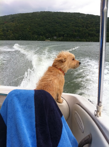 Many dogs enjoy entertaining on their yachts in the summer months.  Doggie life preservers are worthwhile to assure your fur kid's safety.
