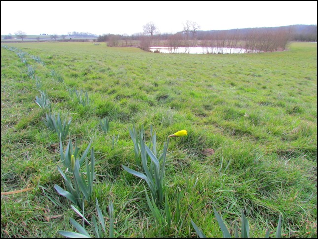 First Daffs