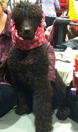 Her Snood helps keep this Irish Water Spaniel's ears clean and dry