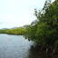 Mangrove