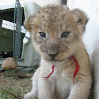 lion25.jpg