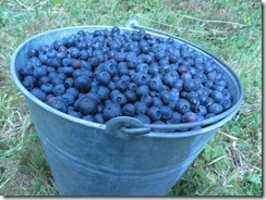 blueberries 05