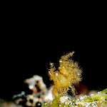 \"Yellowish pygmy hairy shrimp\"