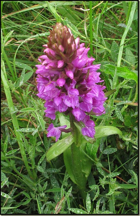 Orchid in Ainsdale Dunes