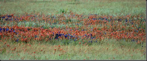 Blue bonnets and Indian Paintbrush2 Blue bonnets and Indian Paintbrush2