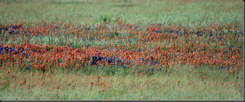 Blue bonnets and Indian Paintbrush2