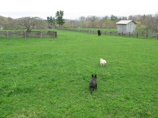 Let's go and see if Sasa wants to eat a carrot.