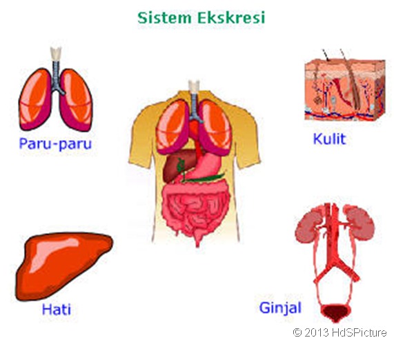 Hasil gambar untuk organ ekskresi
