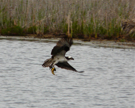 Osprey catching a fish at Cape May Point State Park