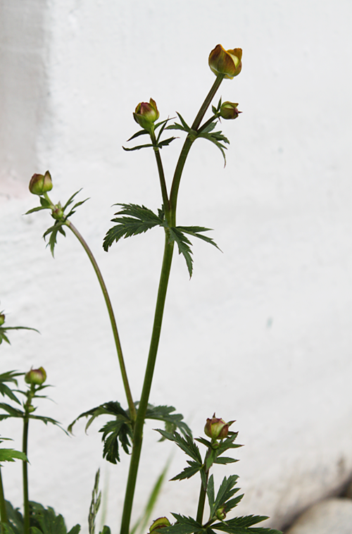 det-blomstrer-så-fint-når-første-strøket-er-tatt1 det-blomstrer-så-fint-når-første-strøket-er-tatt1