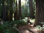 california_sequoia