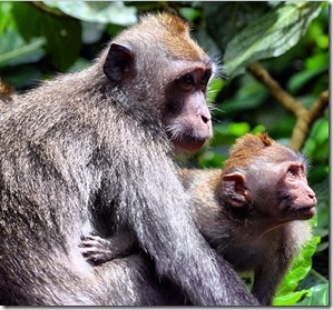 Macacos em Bali Autor Blog Boa Viagem