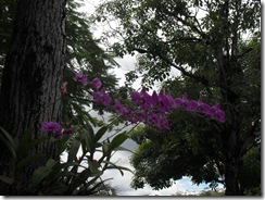 SDC14405 SDC14405