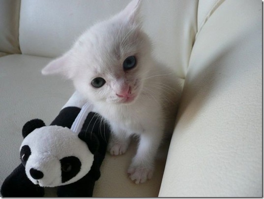 PUBLISHED by catsmob.com