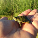 Red-eared Slider