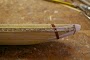 hatshepsut-29.jpg