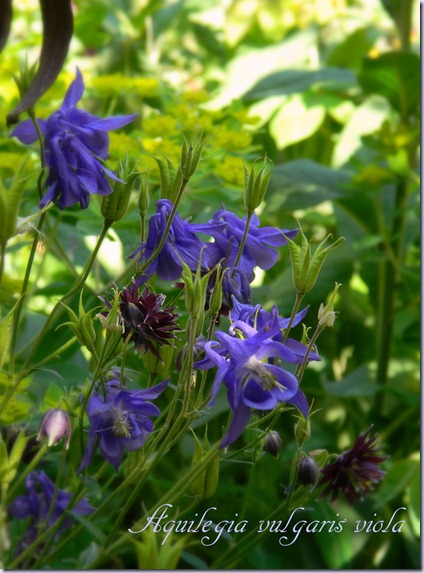 Aquilegia vulgaris viola Aquilegia vulgaris viola