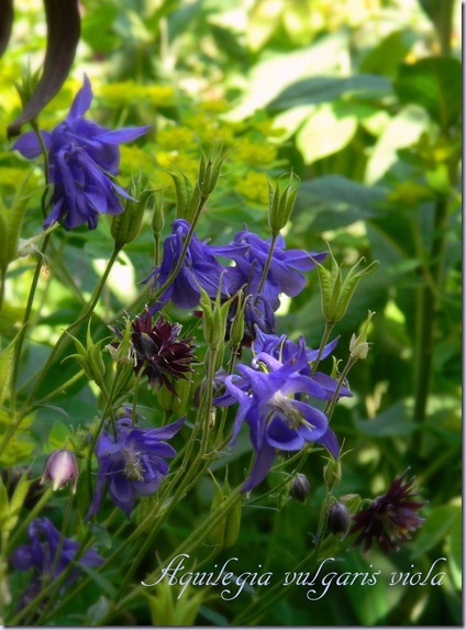 Aquilegia vulgaris viola