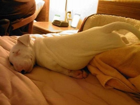 [tired-cute-animals-15%255B2%255D.jpg]