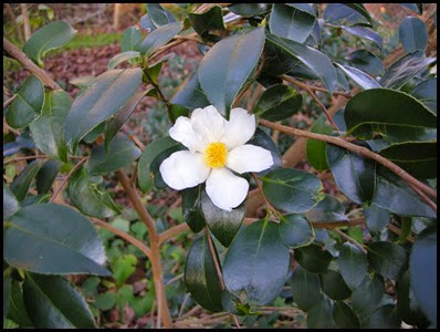 camellia5