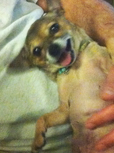 Here's a picture of ME having a lot to say... important stuff too! Wow- look at that! Maybe he's a chihuahua too! Here's a picture of ME having a lot to say... important stuff too! Wow- look at that! Maybe he's a chihuahua too!