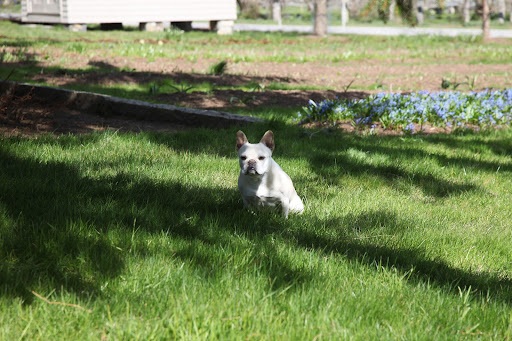 Ah, this partially shady spot is a nice compromise!  Francesca, come join me!