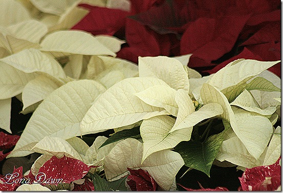 Poinsettia_White_Dec2