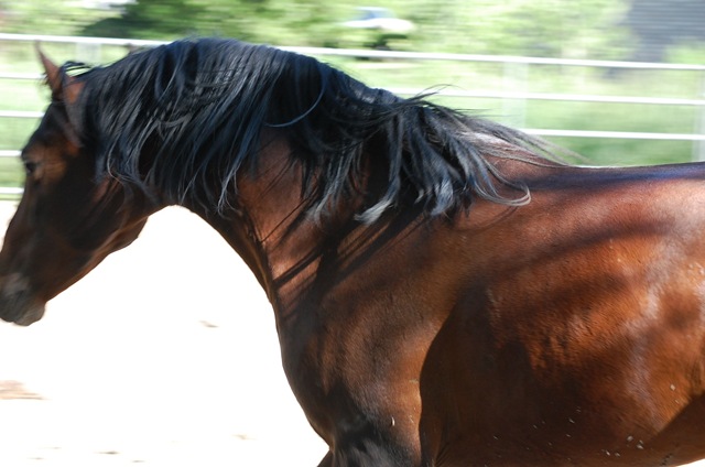 [horses2011132.jpg]