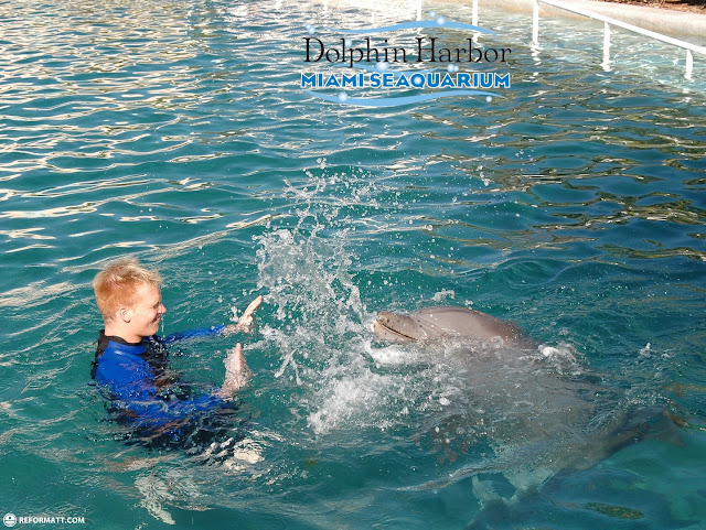 playing with dolphins in Miami, Florida, United States