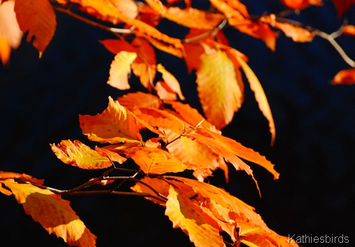 9. autumn gold-kab 9. autumn gold-kab