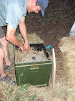 Billy in haybox