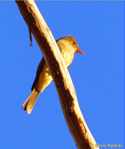 12-15-13 Greater Pewee by CRohrer