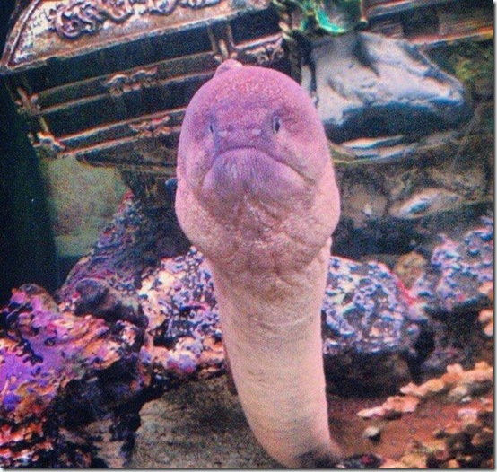 viral-picdump-pics-b14f96