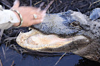 Everglades Airboat Tour