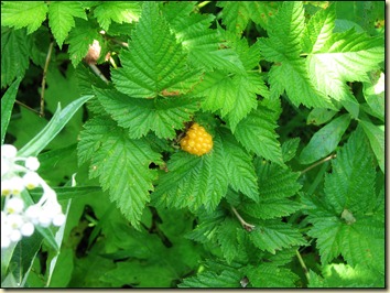 Wild Yellow Raspberry