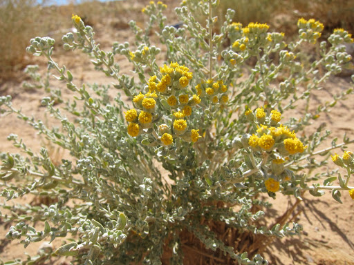 Achillea Fragrantissima