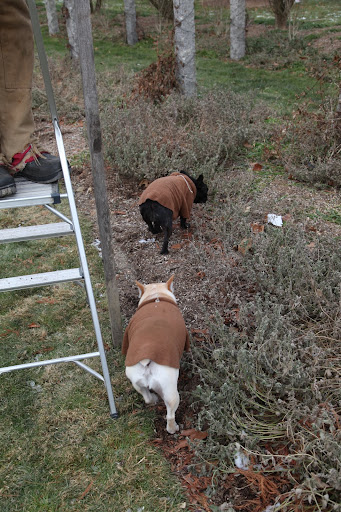 You're getting ready to wrap the catmint with burlap?  Why on earth would the catmint need burlap?  Doesn't it grow like weeds?  Oh, we get it!  The clematis are in this garden, also.